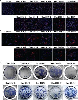 Variability in Susceptibility to Type I Interferon Response and Subgenomic RNA Accumulation Between Clinical Isolates of Dengue and Zika Virus From Oaxaca Mexico Correlate With Replication Efficiency in Human Cells and Disease Severity